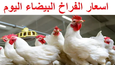 بكم الدواجن البيضاء اليوم