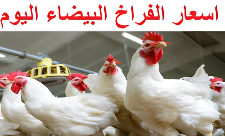 بكم الدواجن البيضاء اليوم